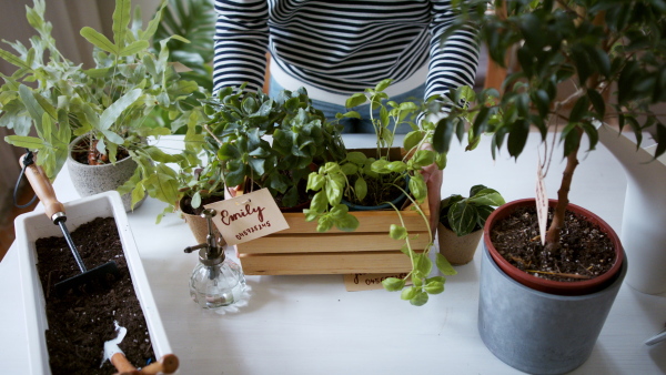 Unrecognizable young woman working at home, plant care concept. Coronavirus concept.