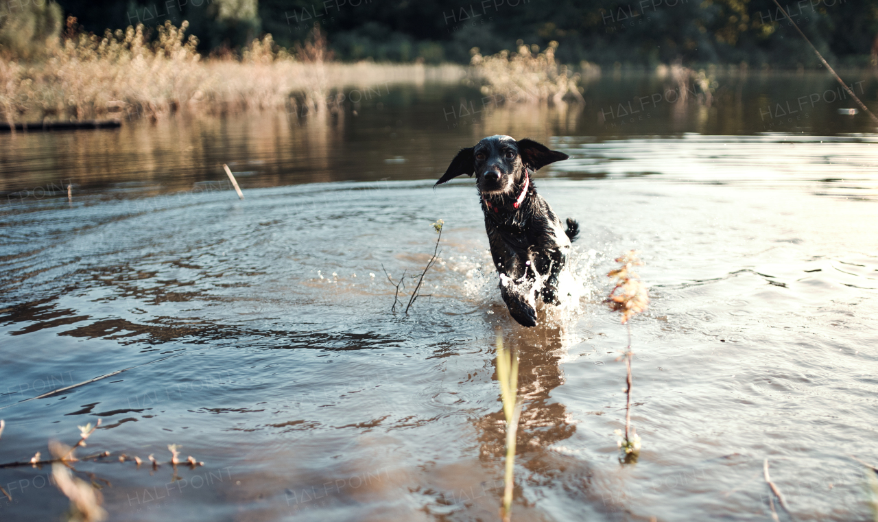 A black dog outdoors running in a lake, a pet in nature.