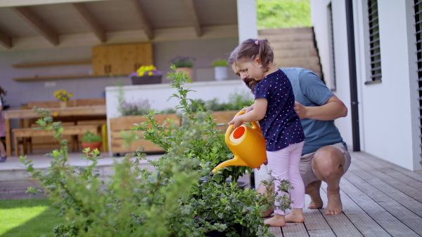 A father with small daughters outdoors in tha backyard, watering plants.