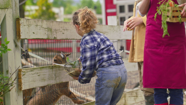 A little farm girl feeding goats with salad. Community farming concept.