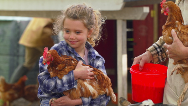 A little farm girl holding a chicken. Community farming concept.