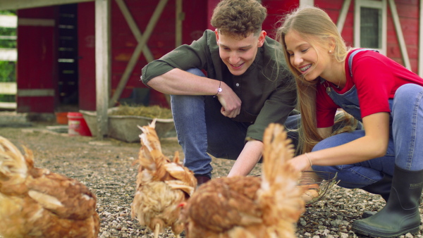 Pair of young farmers collecting chicken eggs. Community farming concept.