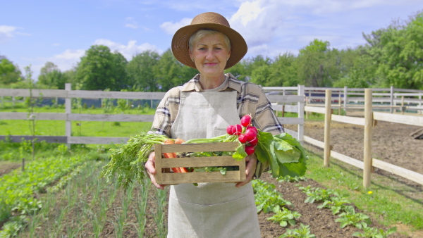 A senior woman holding box of vegetables, looking at camera. Community farming concept.