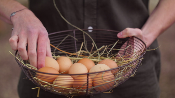 A close up of farmer holding basket of eggs. Community farming concept.