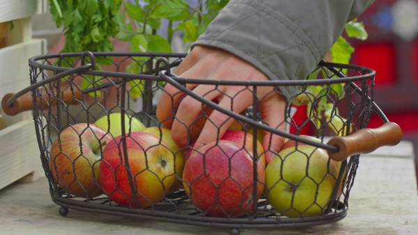 A close up of customer buying fresh apples on farm market. Community farming concept.