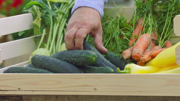 A close up of customer buying fresh vegetables on farm market. Community farming concept.