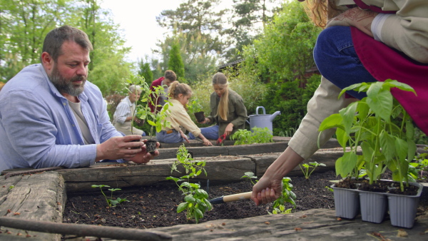 A group of farmers planting fresh plants. Community farming concept.