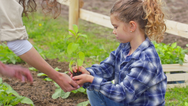 A mature woman planting fresh plants with her little daughter. Community farming concept.