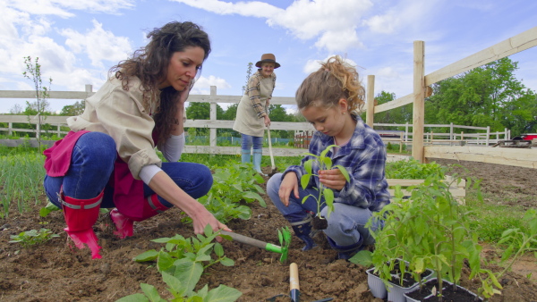 A mature woman planting fresh plants with her little daughter. Community farming concept.