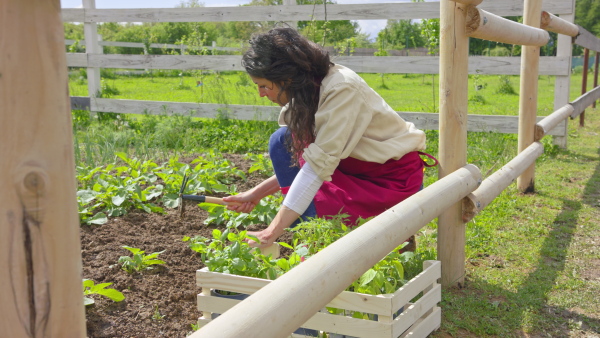 A mature woman planting fresh plants. Community farming concept.