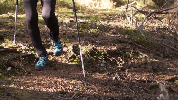 Legs and feet of woman hiker with nordic poles walking outdoors in forest in nature, midsection. Slow motion.