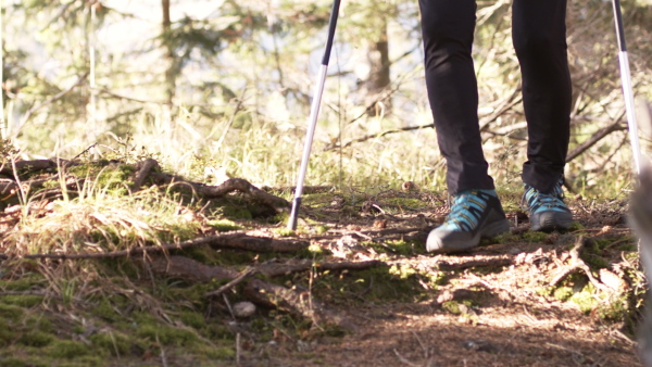 Legs and feet of woman hiker with nordic poles walking outdoors in forest in nature, midsection.