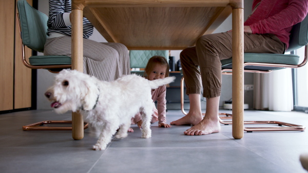 Girl following her white dog under the table. Parents working form home.