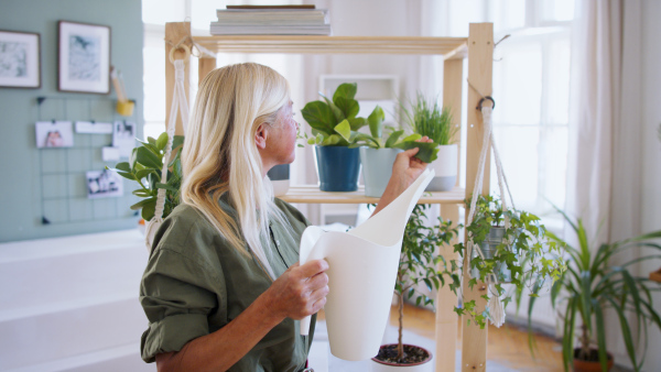 Side view of attractive senior woman watering plants indoors at home.