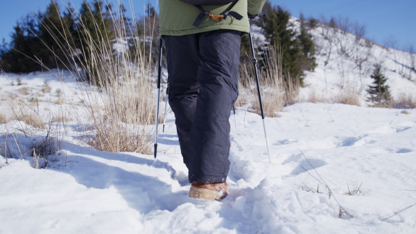 Unrecognizable senior man with nordic poles walking in snow-covered winter nature, rear view.