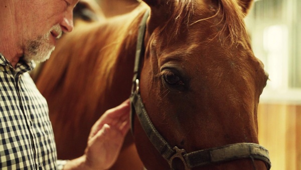 A close-up of joyful senior couple petting a horse in a stable. Slow motion.