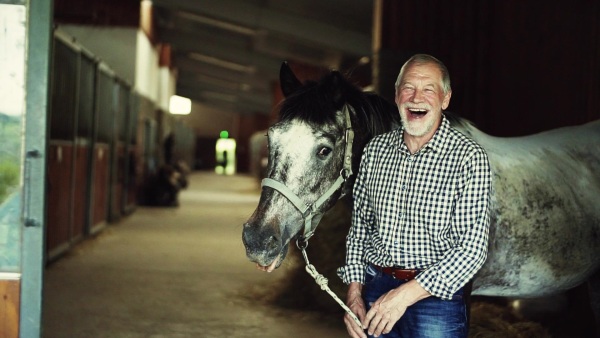 A laughing senior man standing close to a horse in a stable, holding it. Slow motion.