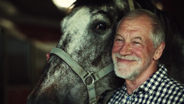 A close-up of a happy senior man standing close to a horse in a stable, holding it. Slow motion.