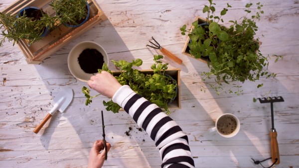 Top view of unrecognizable woman cutting a herb. Plant care concept.