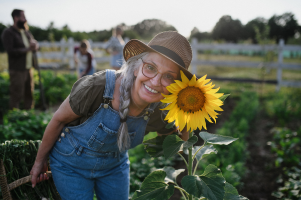 A senior female farmer carrying basket with homegrown vegetables outdoors at community farm.