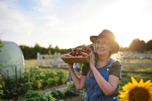 A senior female farmer carrying basket with homegrown vegetables outdoors at community farm.