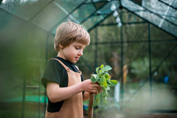 A little boy holding pepper plant, when transplanting it in eco greenhouse, learn gardening and plants.