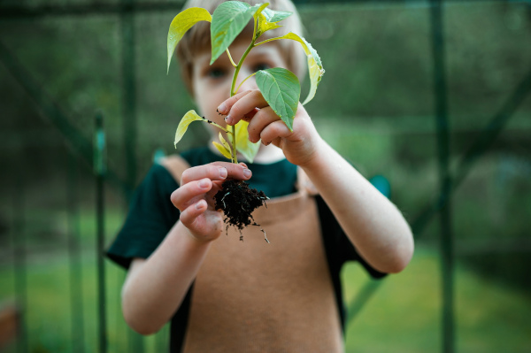 A little boy holding pepper plant, when transplanting it in eco greenhouse, learn gardening and plants.