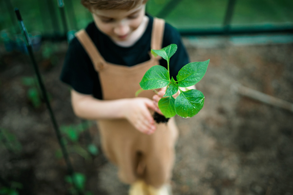 A little boy holding pepper plant, when transplanting it in eco greenhouse, learn gardening and plants.