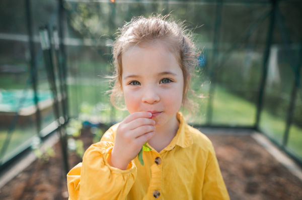 A little girl eating harvested organic radish in eco greenhouse in spring, sustainable lifestyle.