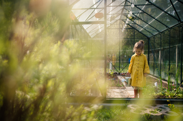 A little girl taking care of plants when watering them in eco greenhouse, learn gardening.