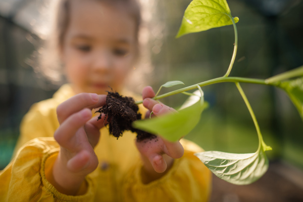 Close up for a little girl touching soil and plant, replanting.