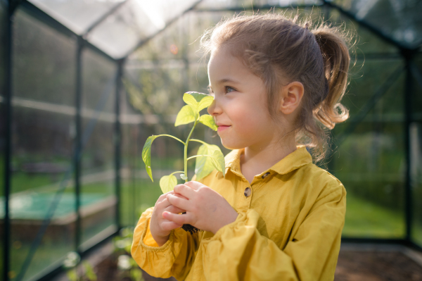 A little girl smelling pepper plant, when transplanting it in eco greenhouse, learn gardening.