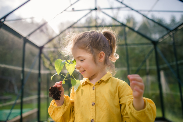 A little girl smelling pepper plant, when transplanting it in eco greenhouse, learn gardening.