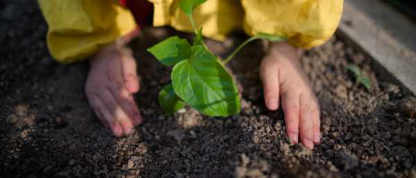 A close-up of ittle girl planting organic pepper plants in eco greenhouse, sustainable lifestyle.