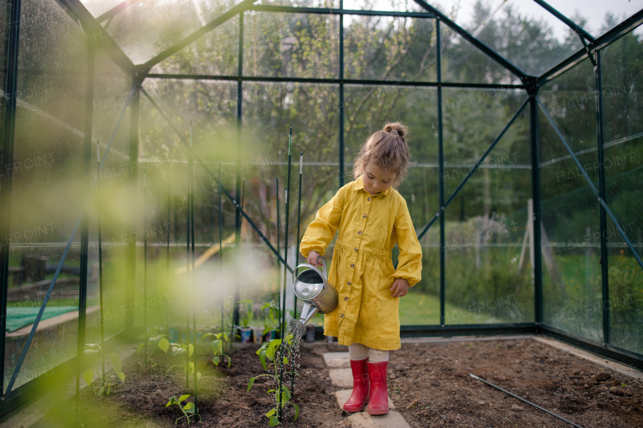 A little girl taking care of plants when watering them in eco greenhouse, learn gardening.