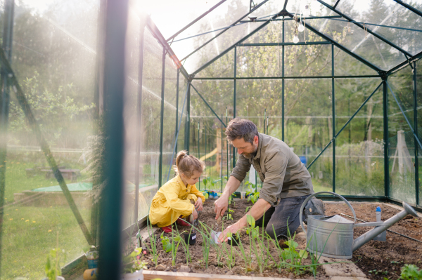 A father learning his little daughter to care about organic plants in eco greenhouse, sustainable lifestyle.