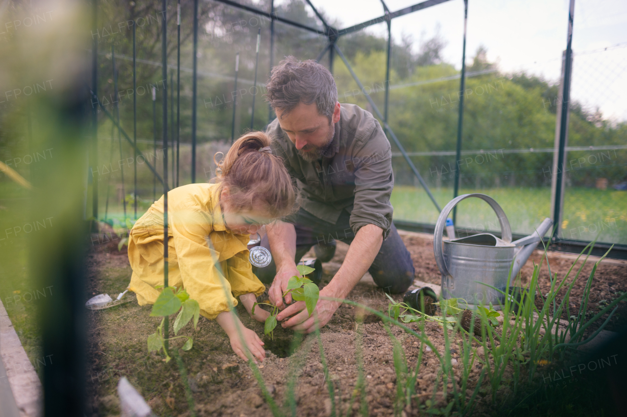 A father learning his little daughter to care about organic plants in eco greenhouse, sustainable lifestyle.