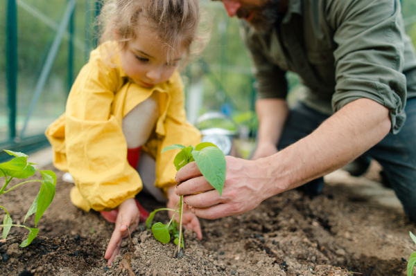 A father learning his little daughter to care about organic plants in eco greenhouse, sustainable lifestyle.