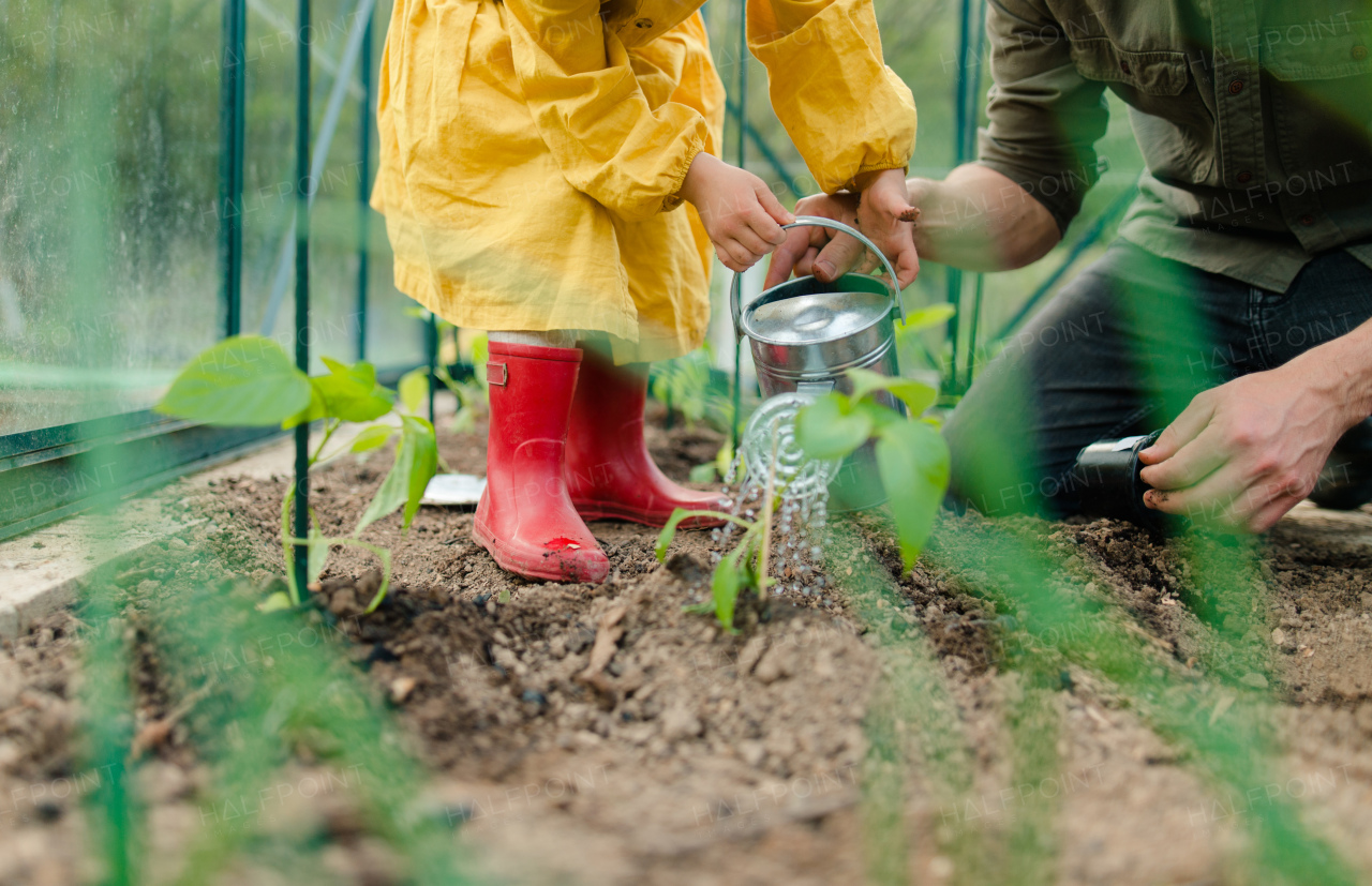 A father learning his little daughter to care about organic plants in eco greenhouse, sustainable lifestyle.Close up.