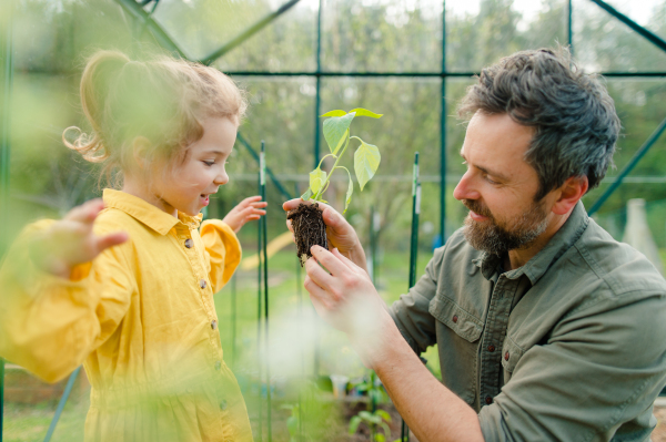 A father learning his little daughter to care about organic plants in eco greenhouse, sustainable lifestyle.