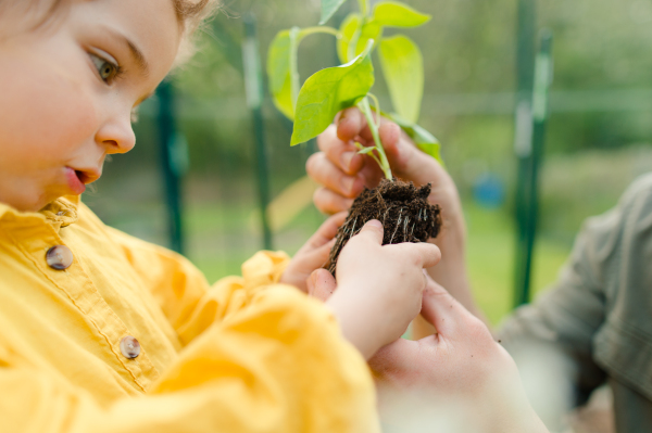 Close up for a little girl touching soil and plant, replanting.Dad helping her.