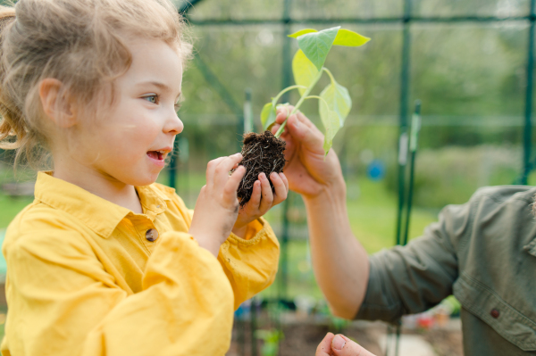 A father learning his little daughter to care about organic plants in eco greenhouse, sustainable lifestyle.