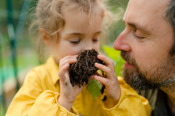 A little girl smelling pepper plant with her dad, when transplanting it in eco greenhouse, learn gardening.