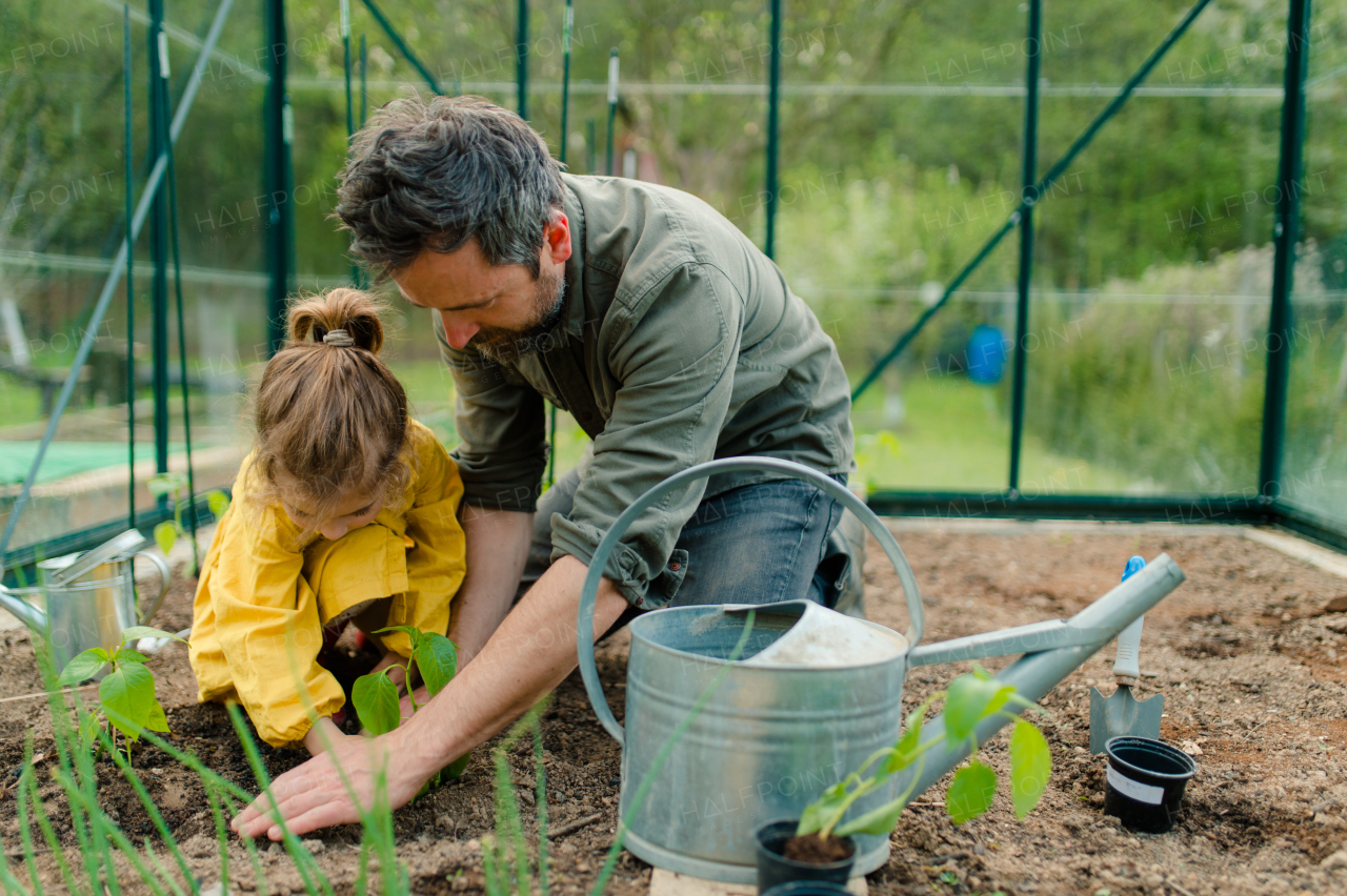 A father learning his little daughter to care about organic plants in eco greenhouse, sustainable lifestyle.