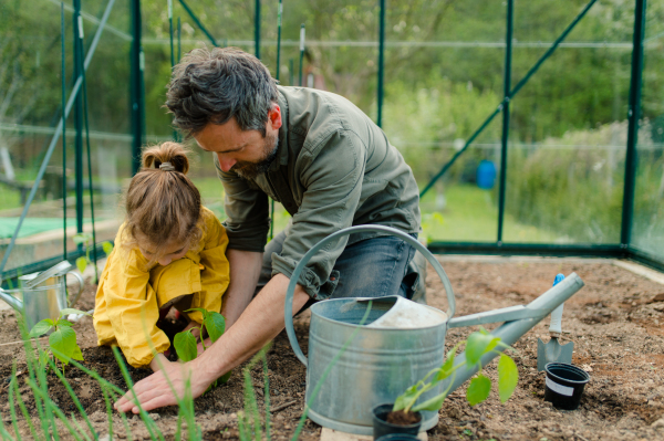 A father learning his little daughter to care about organic plants in eco greenhouse, sustainable lifestyle.