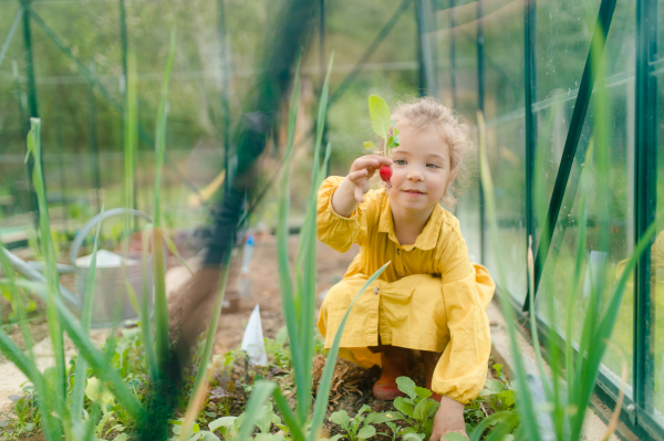 A little girl harvesting organic radish in eco greenhouse in spring, sustainable lifestyle.