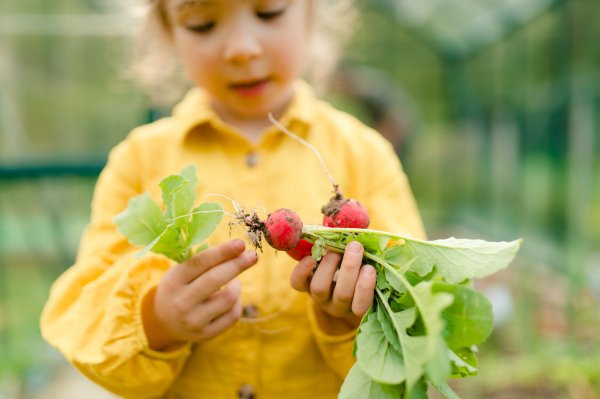 A little girl harvesting organic radish in eco greenhouse in spring, sustainable lifestyle.