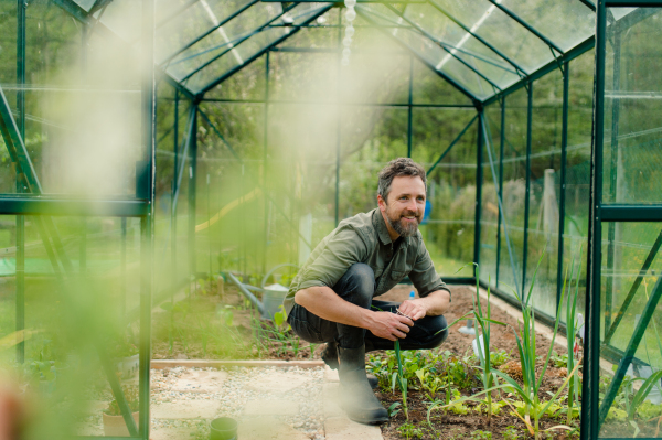 Mature man taking care of groving vegetable in the greenhouse.