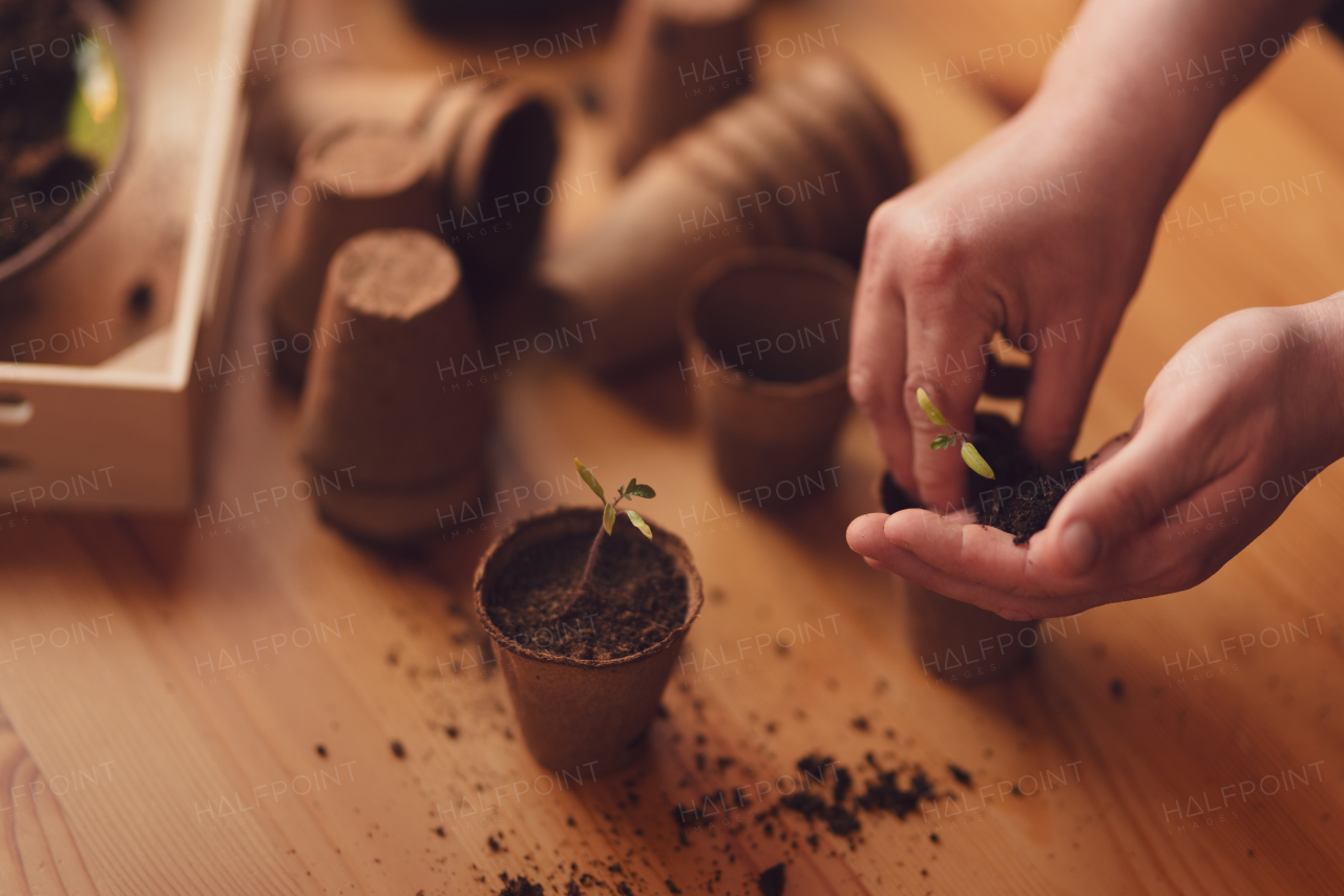 A person planting the seedlings into containers with the soil at home