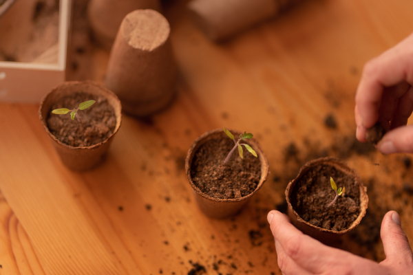 A person planting the seedlings into containers with the soil at home